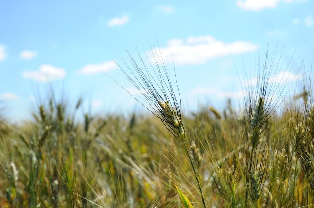 Ackerbau.jpg © LK Wien