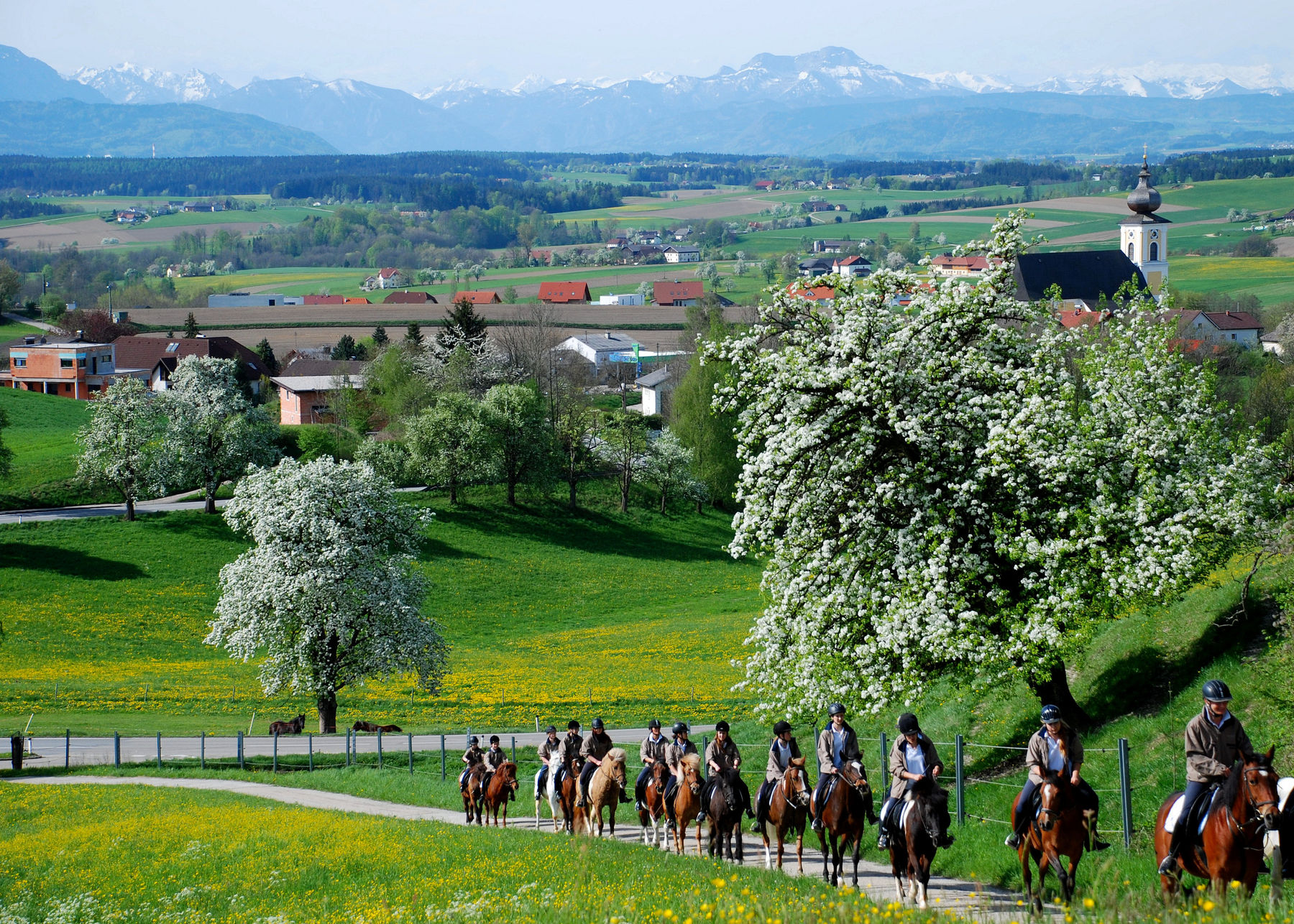 Pferde.jpg © Dr. Karl Penninger, LK OÖ Pferde.jpg © Dr. Karl Penninger, LK OÖ