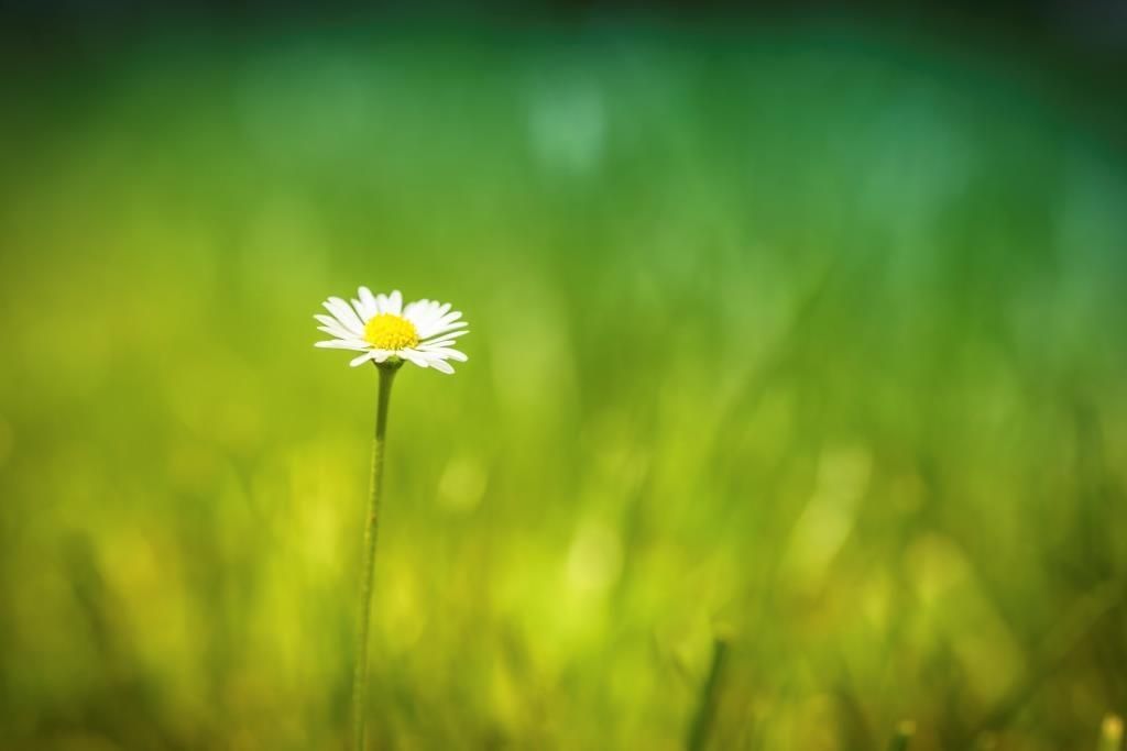 Pflanzen.jpg © iStock Pflanzen.jpg © iStock