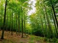 Wald © proHolz