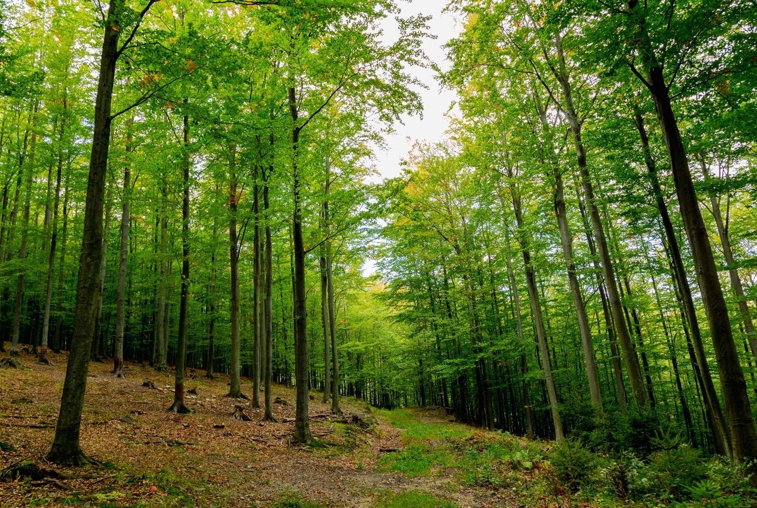 Wald.jpg © proHolz