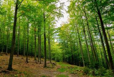 Wald.jpg © proHolz