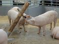 Schweine brauchen Beschäftigung, z.B. Holz © Ing. Christian Traunwieser