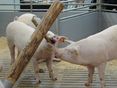 Schweine brauchen Beschäftigung, z.B. Holz © Ing. Christian Traunwieser