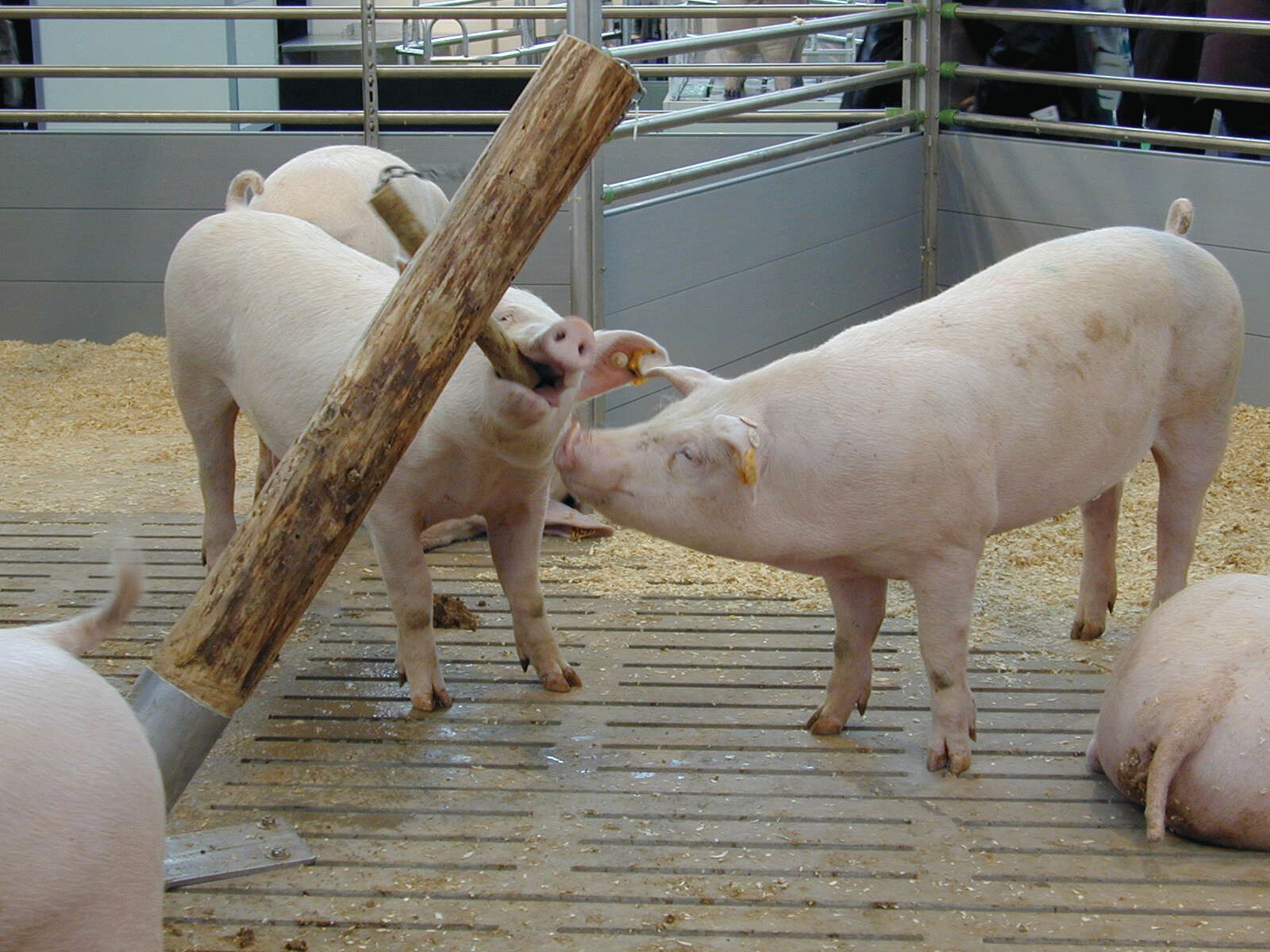 Schweine brauchen Beschäftigung, z.B. Holz © Ing. Christian Traunwieser