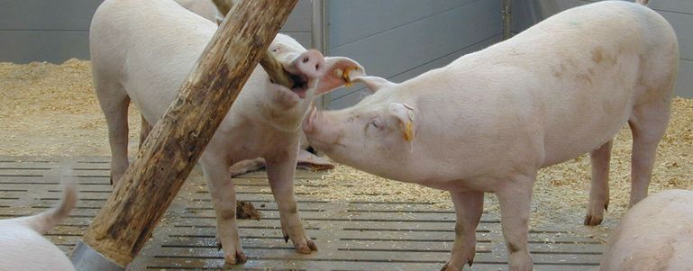 Schweine brauchen Beschäftigung, z.B. Holz © Ing. Christian Traunwieser