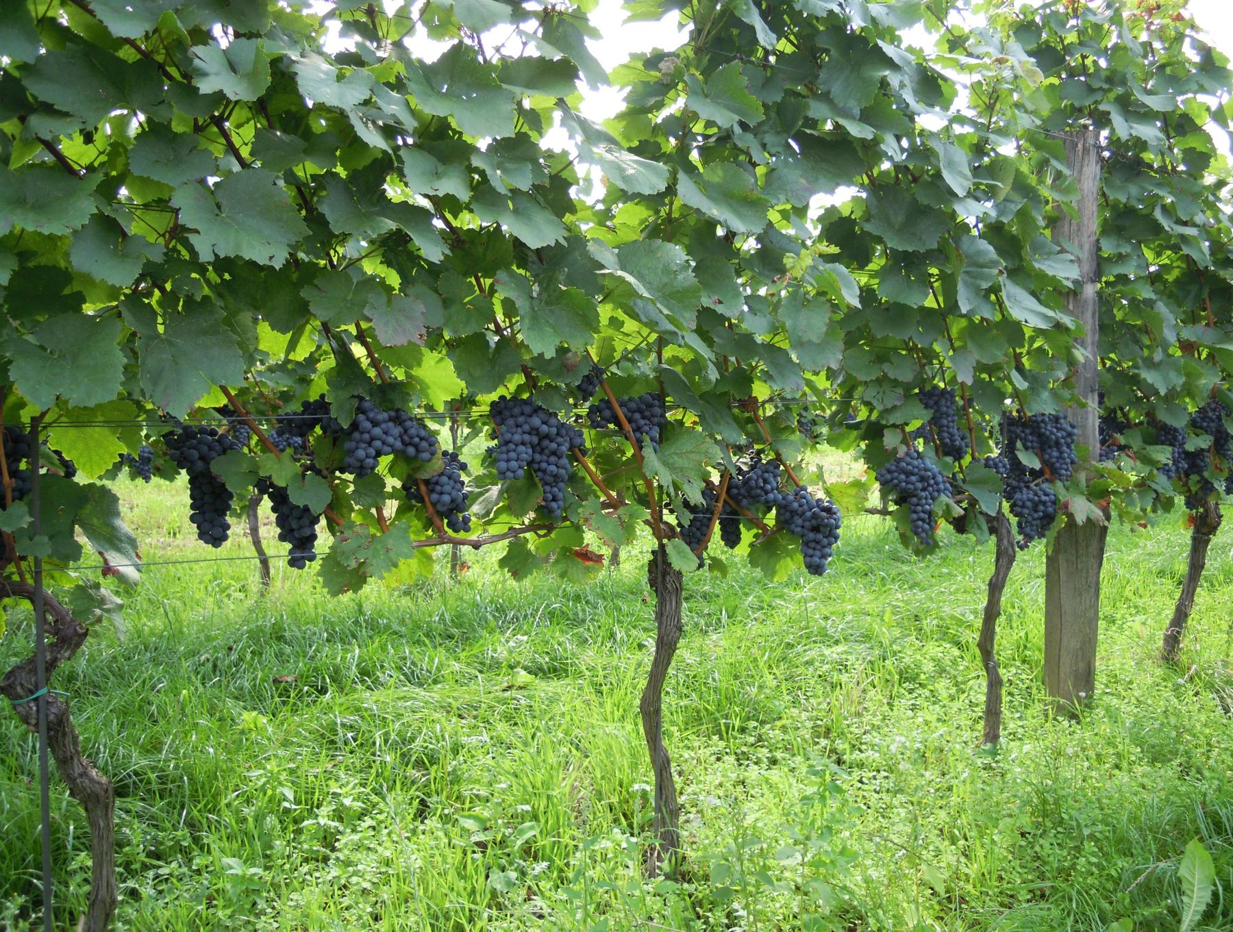 Weinreben.jpg © LK Bgld Weinreben.jpg © LK Bgld