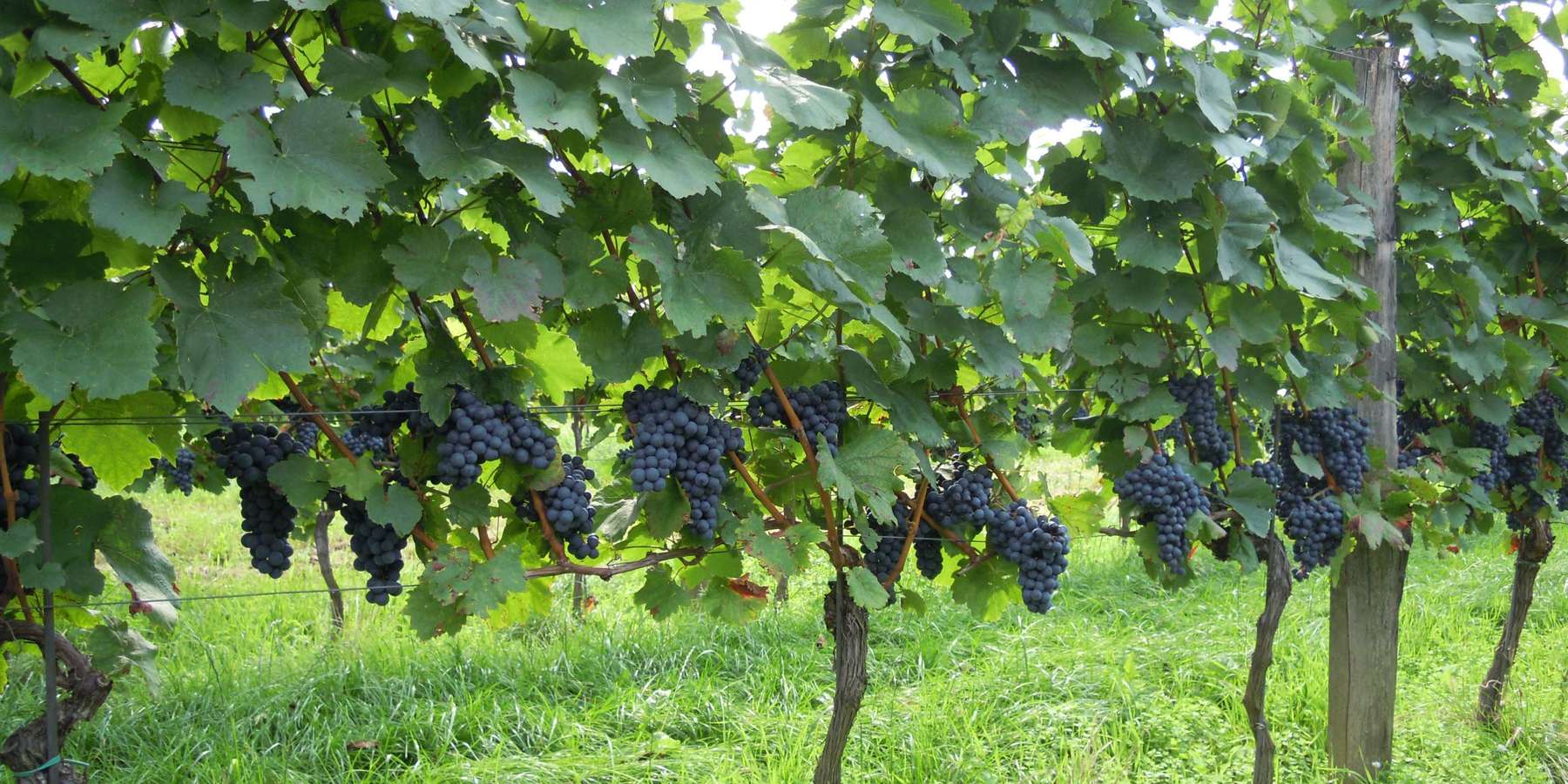 Weinreben.jpg © LK Bgld Weinreben.jpg © LK Bgld