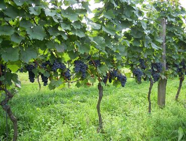 Weinreben.jpg © LK Bgld Weinreben.jpg © LK Bgld