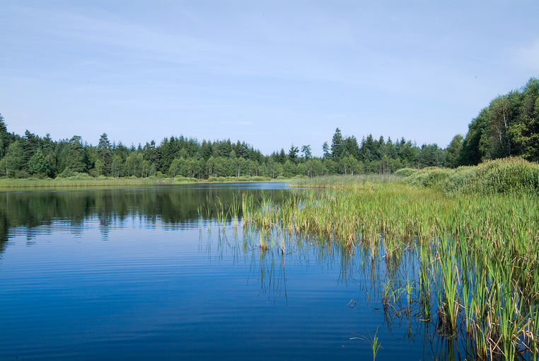 Teich/Schlägerwehr.jpg © Florian Kainz/Archiv Aqua