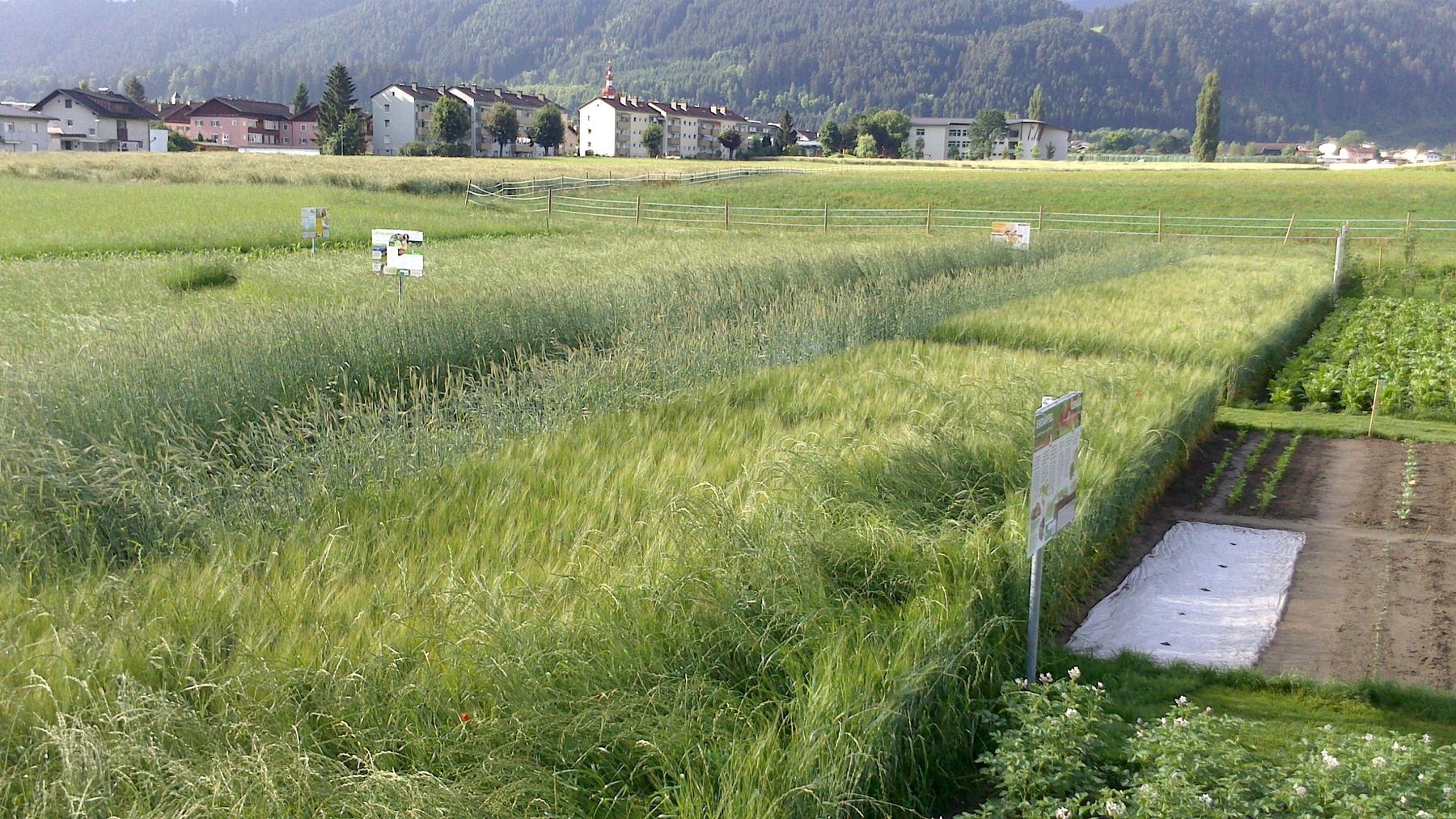 Auf dem Pro-Kopf-Feld wurden Lebensmittel angebaut, die ein Österreicher pro Jahr verspeist. © LK Tirol/Barbara Schießling