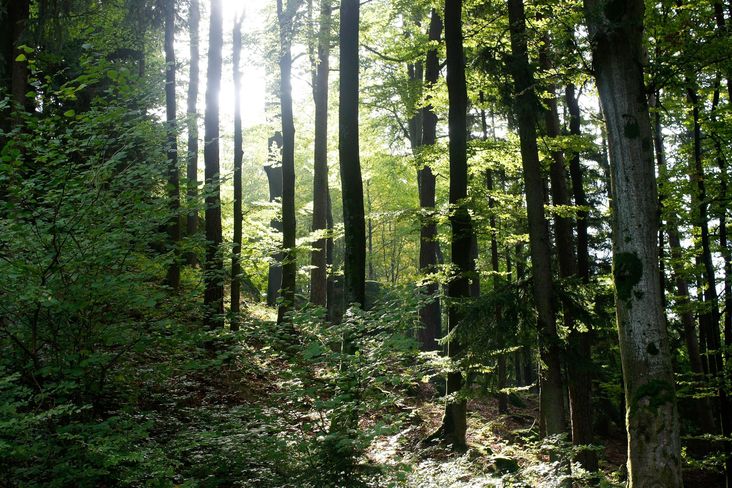 Um den Wald der Zukunft klimafit zu gestalten, brauche es eine aktive Waldbewirtschaftung. © Landwirtschaftskammer OÖ/Reh Um den Wald der Zukunft klimafit zu gestalten, brauche es eine aktive Waldbewirtschaftung. © Landwirtschaftskammer OÖ/Reh