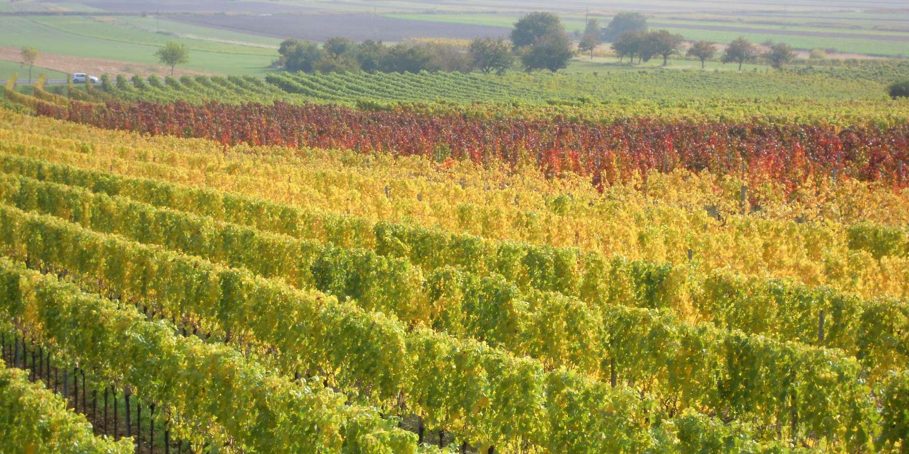 Weingarten Burgenland.jpg © LK Burgenland Weingarten Burgenland.jpg © LK Burgenland
