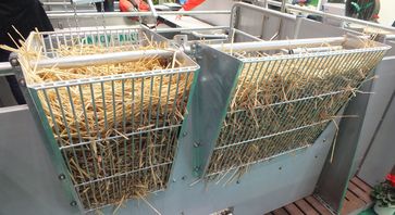 Schweine sinnvoll beschäftigen | Landwirtschaftskammer - Schweine