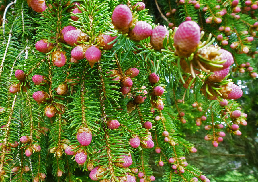© lk Steiermark © lk Steiermark