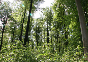 © lk Steiermark © lk Steiermark