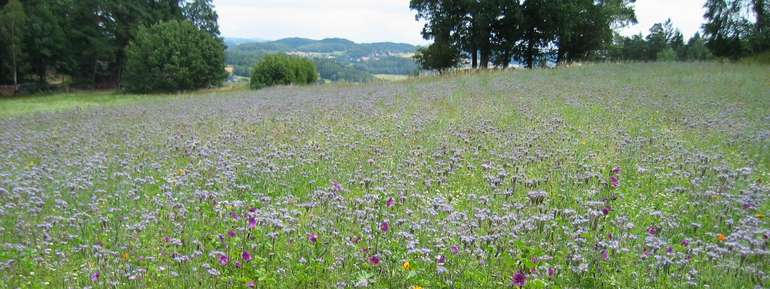 02 0307 Stilllegung Phacelia... 41.jpg 02 0307 Stilllegung Phacelia... 41.jpg