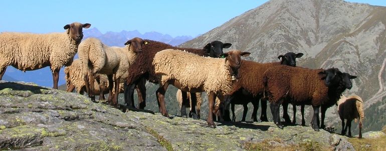 Nach dem Sommer auf der Alm (Bild), sind die Herden wieder auf die Heimweiden zurückgekehrt © Archiv Nach dem Sommer auf der Alm (Bild), sind die Herden wieder auf die Heimweiden zurückgekehrt © Archiv
