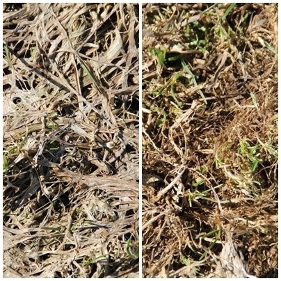 Grünland abschleppen.jpg © Archiv Grünland abschleppen.jpg © Archiv