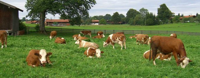 Erfolgreicher Tiergesundheitsdienst 1 © LK VORARLBERG Erfolgreicher Tiergesundheitsdienst 1 © LK VORARLBERG