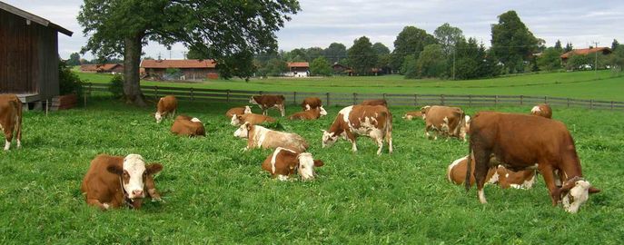 Erfolgreicher Tiergesundheitsdienst 1 © LK VORARLBERG Erfolgreicher Tiergesundheitsdienst 1 © LK VORARLBERG