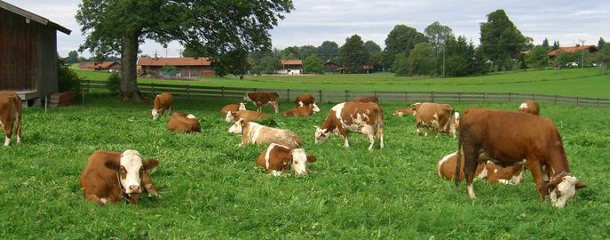 Erfolgreicher Tiergesundheitsdienst 1 © LK VORARLBERG