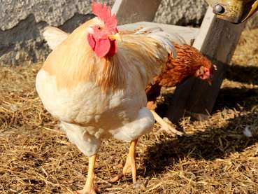 Huhn.jpg © Matthias Mayr Huhn.jpg © Matthias Mayr