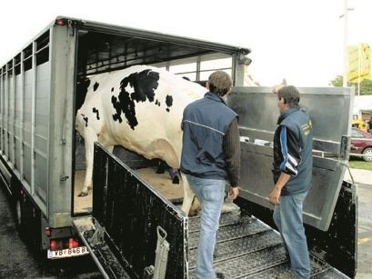 Aus der Steiermark, aus Niederösterreich und dem Burgenland dürfen Tiere nach Kärnten nur gebracht werden, wenn sie geimpft sind. © Archiv Aus der Steiermark, aus Niederösterreich und dem Burgenland dürfen Tiere nach Kärnten nur gebracht werden, wenn sie geimpft sind. © Archiv