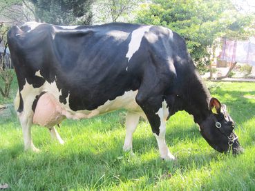 Holstein-Nelly.jpg © Kärntner Holstein-Verband Holstein-Nelly.jpg © Kärntner Holstein-Verband