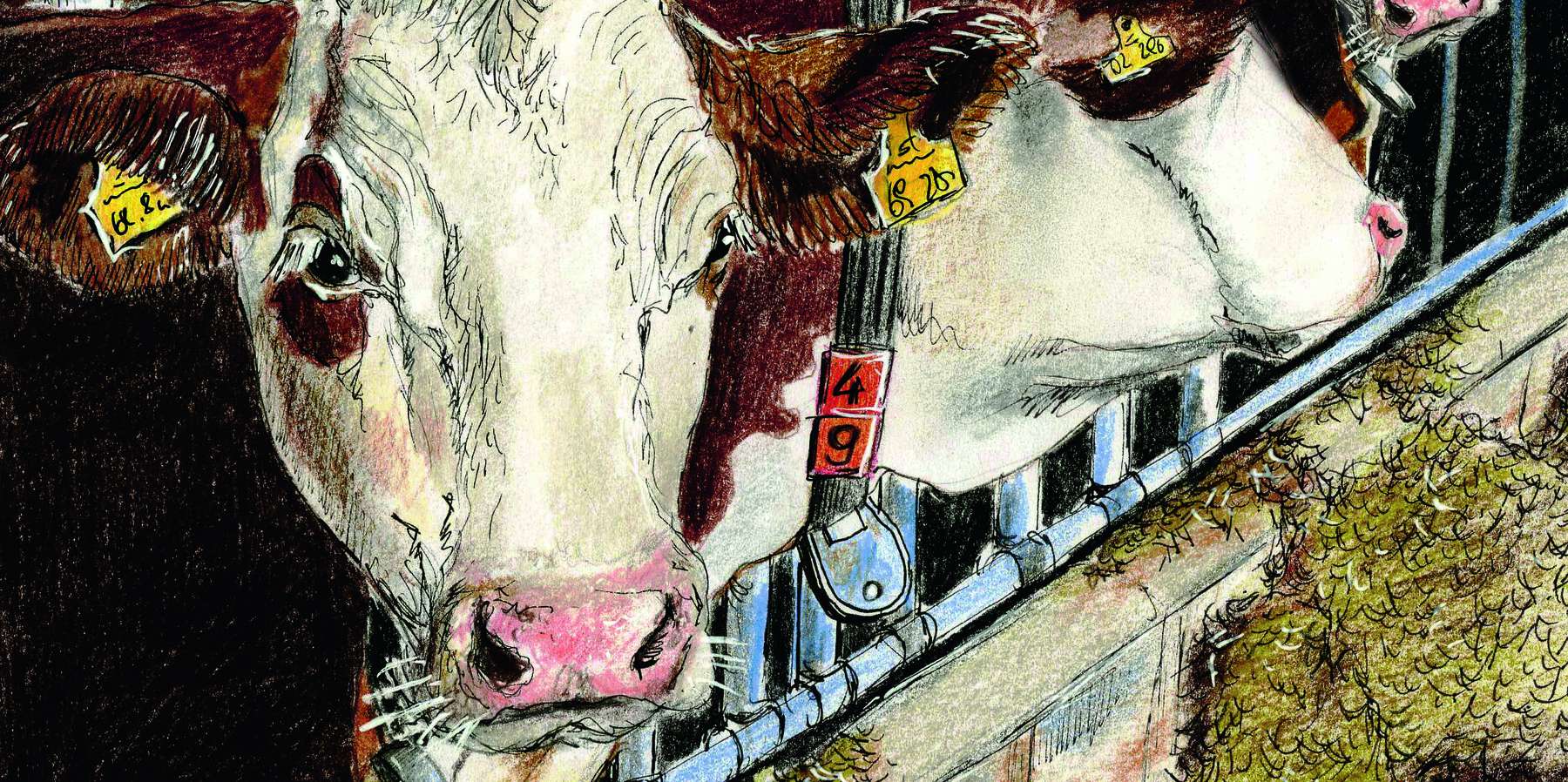 Milchkühe bearbeitet3.jpg © Illustration: Eva Kail Milchkühe bearbeitet3.jpg © Illustration: Eva Kail