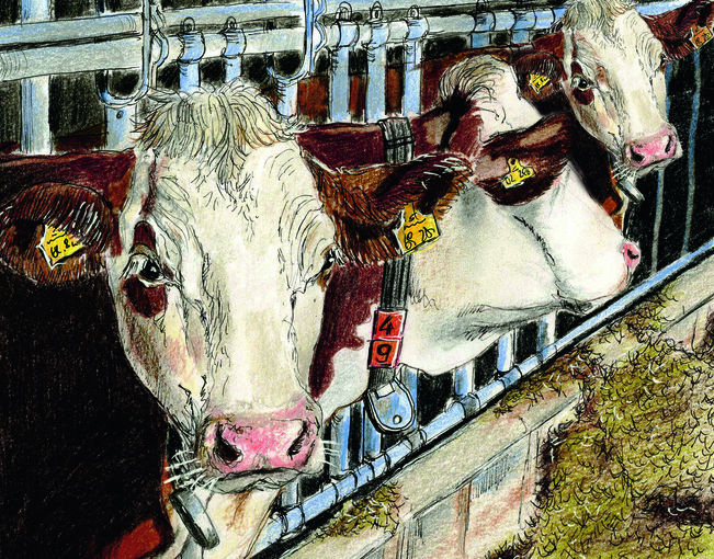 Milchkühe bearbeitet3.jpg © Illustration: Eva Kail Milchkühe bearbeitet3.jpg © Illustration: Eva Kail