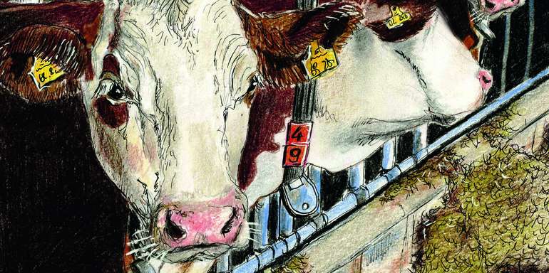 Milchkühe bearbeitet3.jpg © Illustration: Eva Kail Milchkühe bearbeitet3.jpg © Illustration: Eva Kail