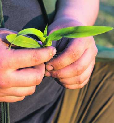 Landwirt hält junge Maispflanze.jpg