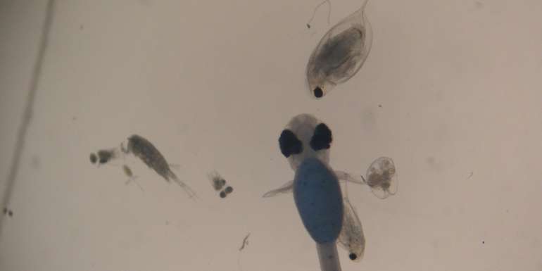 Größenvergleich Fischlarve mit Zooplanktonorganismen (Daphnien) © BAW-ÖKO/Archiv Aqua