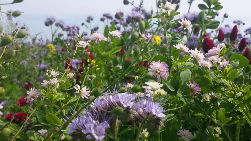 Ackerrandstsreifen.jpg © Puehringer Ackerrandstsreifen.jpg © Puehringer