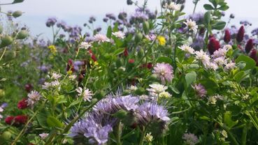 Ackerrandstsreifen.jpg © Puehringer Ackerrandstsreifen.jpg © Puehringer