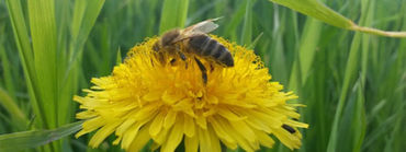 Sub-Tiere-Header-Bienen © Leo Kirchmaier