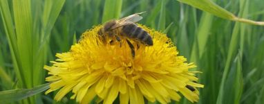 Sub-Tiere-Header-Bienen © Leo Kirchmaier Sub-Tiere-Header-Bienen © Leo Kirchmaier