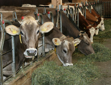 © LK Tirol © LK Tirol