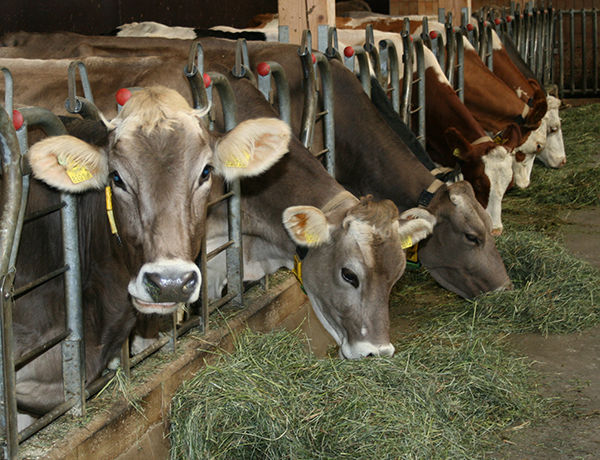 © LK Tirol © LK Tirol