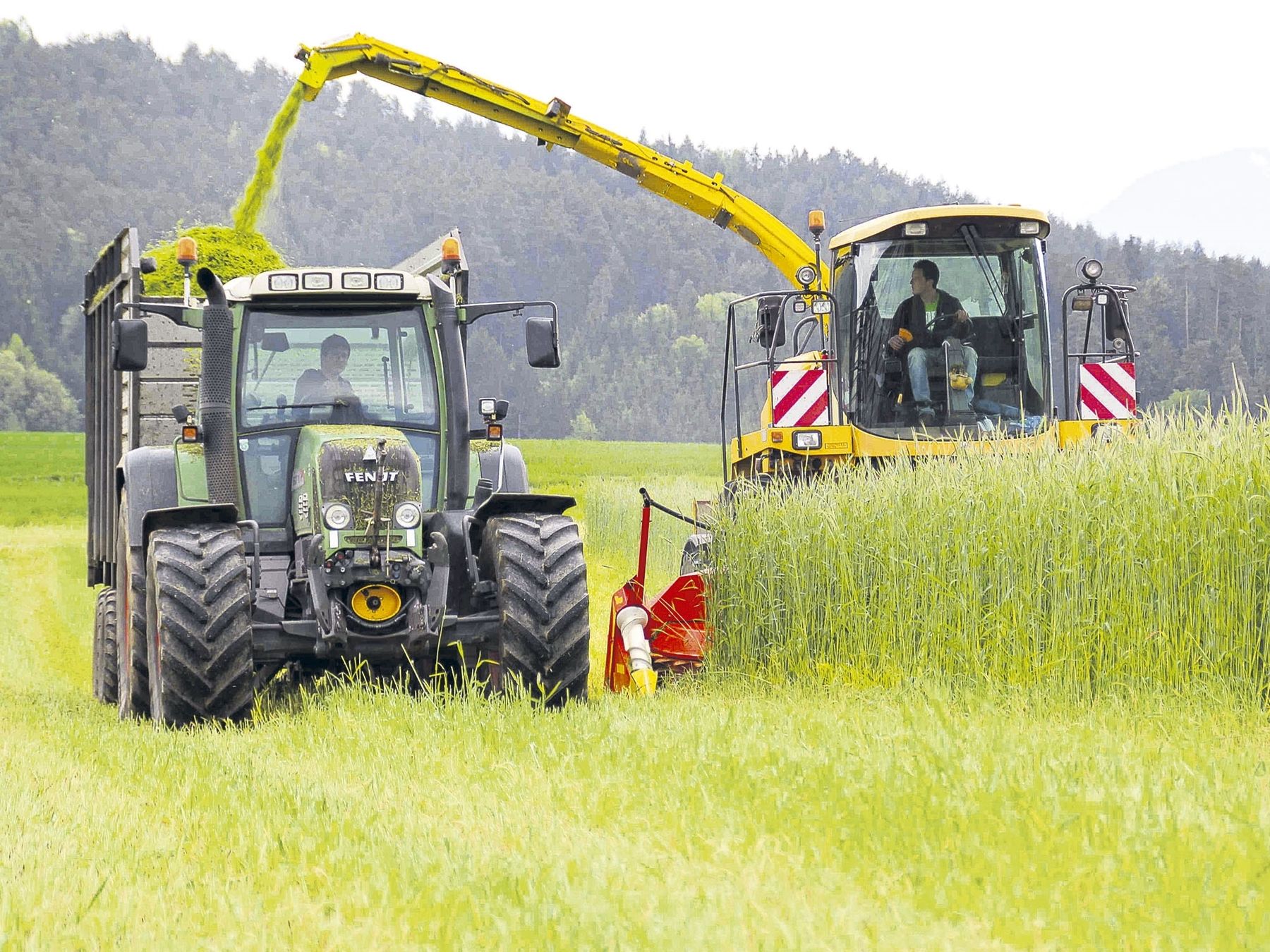 futterzwischenfrüchte2.jpg © LK Kärnten/Egger