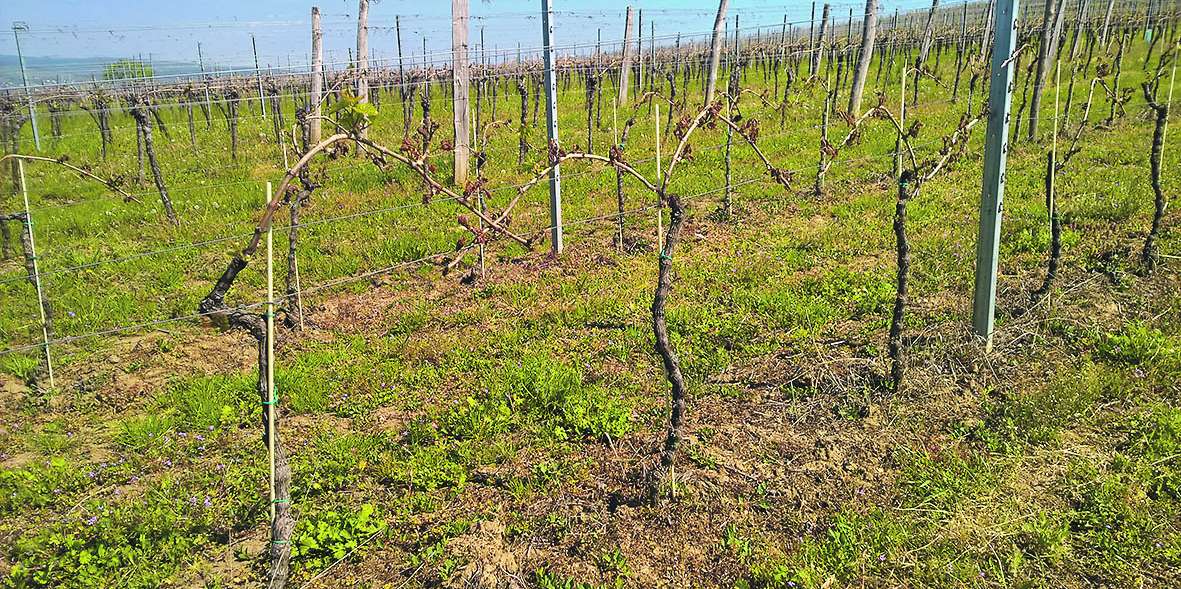 Frostschaden bei Wein.jpg