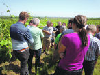 Gruppenberatungen der BBK bieten jedem Weinbaubetrieb die Chance, schon etablierte Bioweinbaubetriebe kennen zu lernen und sich mit erfahrenen Winzern und Beratern auszutauschen. © LK NÖ/Andreas Harm Gruppenberatungen der BBK bieten jedem Weinbaubetrieb die Chance, schon etablierte Bioweinbaubetriebe kennen zu lernen und sich mit erfahrenen Winzern und Beratern auszutauschen. © LK NÖ/Andreas Harm