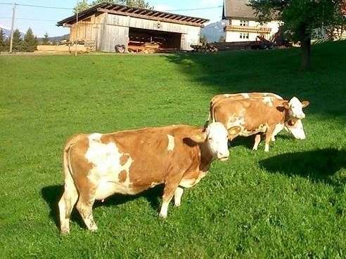 Milchviehhaltung-Rinder vorsch.jpg