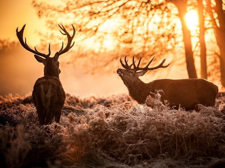Wieviel Wildfütterung ist notwendig? In einem Versuchsprojekt wurde auf die Fütterung gänzlich verzichtet, die Schälschäden wurde
weniger. © arturas kerdokas/Fotolia Wieviel Wildfütterung ist notwendig? In einem Versuchsprojekt wurde auf die Fütterung gänzlich verzichtet, die Schälschäden wurde
weniger. © arturas kerdokas/Fotolia