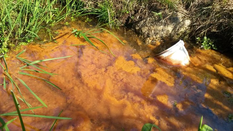 Rotbraune Ausfällungen von Eisenocker im Zulaufwasser eines Teiches bilden flockige Niederschläge und überziehen den Teichboden © Kirchmaier/Archiv Aqua Rotbraune Ausfällungen von Eisenocker im Zulaufwasser eines Teiches bilden flockige Niederschläge und überziehen den Teichboden © Kirchmaier/Archiv Aqua