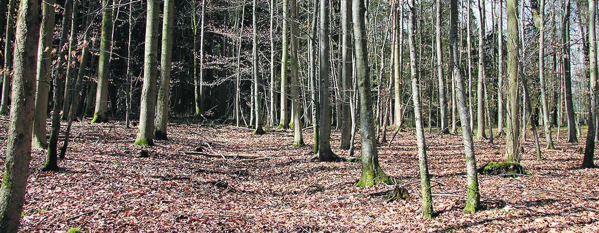 Waldstück.jpg © Andrea Fürstaller