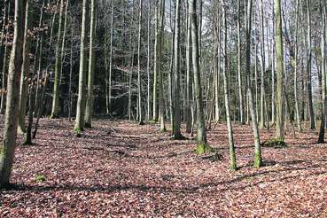 Waldstück.jpg © Andrea Fürstaller
