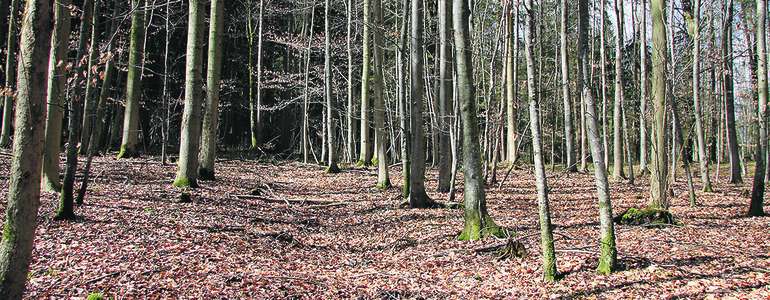 Waldstück.jpg © Andrea Fürstaller