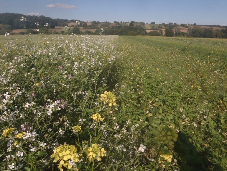 Links: Vordruschsaat in den stehenden Weizen Ende Juni, v.a. fortgeschrittene generative Entwicklung
Rechts: Nachdruschsaat nach Stoppelbearbeitung Ende Juli, v.a. noch vegetative Entwicklung; Aufnahmedatum 19.9.2016 © DI Willi Peszt Links: Vordruschsaat in den stehenden Weizen Ende Juni, v.a. fortgeschrittene generative Entwicklung
Rechts: Nachdruschsaat nach Stoppelbearbeitung Ende Juli, v.a. noch vegetative Entwicklung; Aufnahmedatum 19.9.2016 © DI Willi Peszt